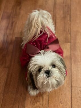 Fitwarm Sequin Tulle Dress in Burgundy